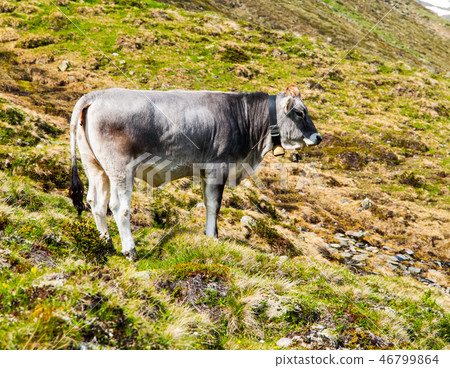 Cute grey alpine cow with bell on the neck grazing on the meadow Cute grey alpine cow with bell on the neck grazing on the meadow 46799864