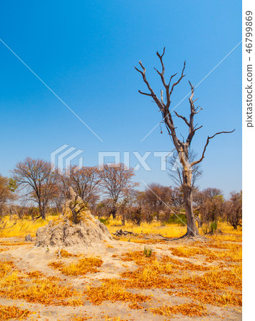 Termite hill in savanna, Okavango region, Botswana. 46799869