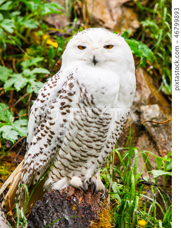 Snowy owl sitting on the tree stump Snowy owl sitting on the tree stump 46799893