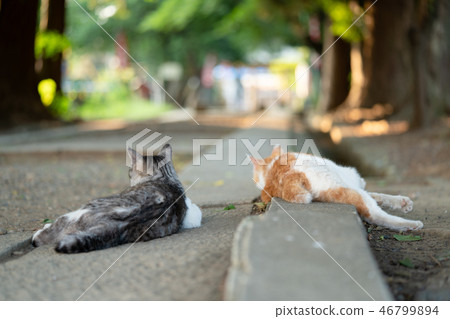 Chillin cat Chillin cat 46799894