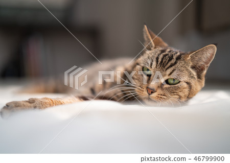 一隻令人不寒而栗的貓 一隻令人不寒而栗的貓 46799900