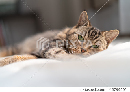 A cat that sleeps comfortably A cat that sleeps comfortably 46799901