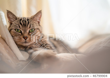 Chillin cat 46799904