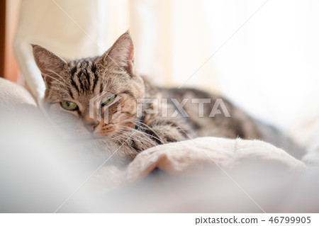 Sleep well cat 46799905