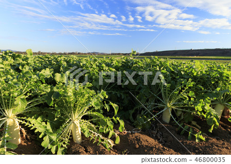 蘿蔔田 46800035
