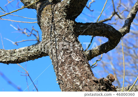 梅花，洋蔥，閃爍（薔薇科櫻桃組）木皮，木絲，木葉，船體，樹皮，木紋 46800360