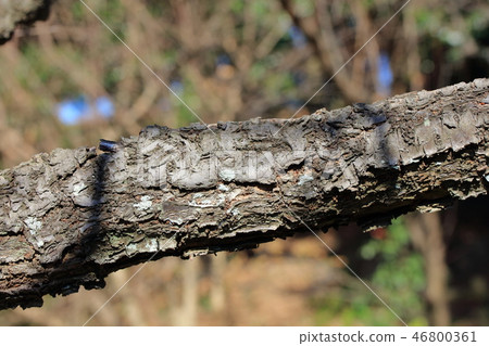 Plum, onion, twinkling (Rosaceae cherry group) wood skin, wood silk, wood leaf, hull, bark, wood grain 46800361