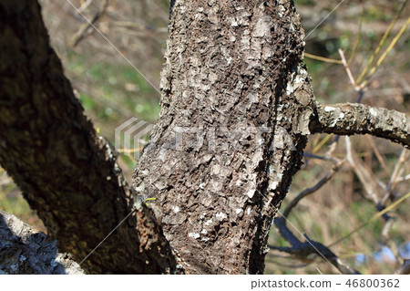 Plum, onion, twinkling (Rosaceae cherry group) wood skin, wood silk, wood leaf, hull, bark, wood grain 46800362