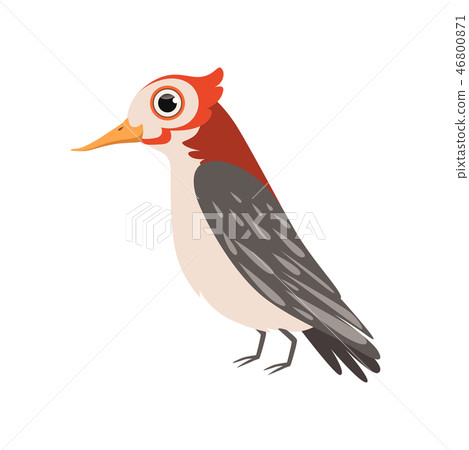 Beautiful cardinal bird vector Illustration on a white background 46800871