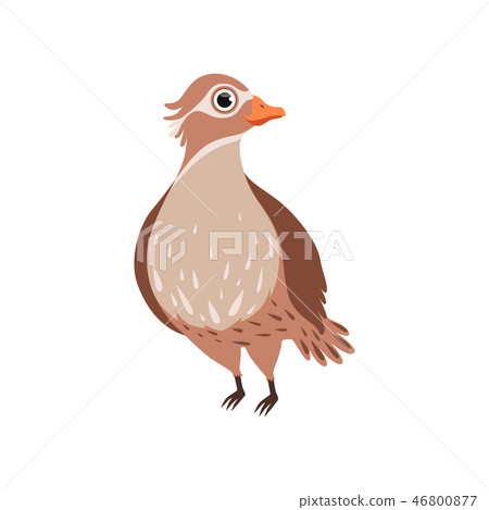 Beautiful bird vector Illustration on a white background 46800877