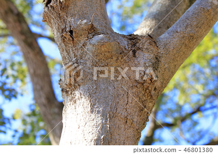 Kobushi, Chinese cabbage, Magnolia family Hakumokuren subgenus, Bark, Bark, Bark, Outer skin, Bark, Wood grain Kobushi, Chinese cabbage, Magnolia family Hakumokuren subgenus, Bark, Bark, Bark, Outer skin, Bark, Wood grain 46801380