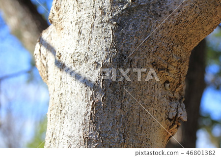 Kobushi, Chinese cabbage, Magnolia family Hakumokuren subgenus, Bark, Bark, Bark, Outer skin, Bark, Wood grain Kobushi, Chinese cabbage, Magnolia family Hakumokuren subgenus, Bark, Bark, Bark, Outer skin, Bark, Wood grain 46801382