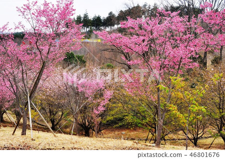 小田原兒童森林公園Wanpaku Land早櫻花 46801676