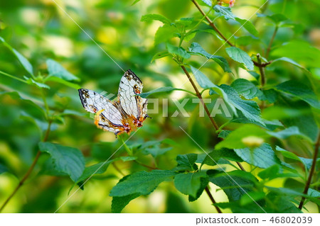 Butterfly that sticks to the leaves Butterfly that sticks to the leaves 46802039