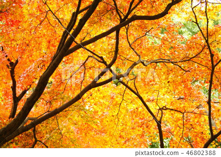 Color "Autumn leaves" In the corner of the park (January 2019 registration) Maximum size: M Color "Autumn leaves" In the corner of the park (January 2019 registration) Maximum size: M 46802388