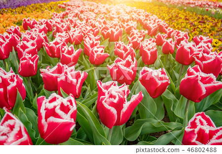 Flowers background with colorful tulips field Flowers background with colorful tulips field 46802488
