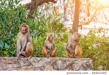 Macaque monkeys in the Swayambhunath, Kathmandu 46802489