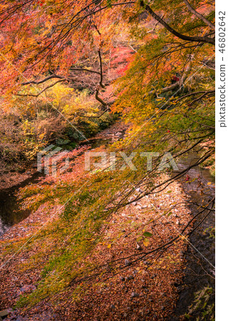 Orange leaves, blue sky and maple leaves, autumn scenery, mountain leaves, looking up leaves, beautiful leaves, autumn leaves Orange leaves, blue sky and maple leaves, autumn scenery, mountain leaves, looking up leaves, beautiful leaves, autumn leaves 46802642