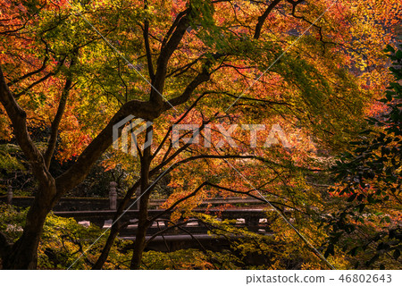 Bright red autumn leaves, blue sky and maple leaves, autumn scenery, mountain autumn leaves, looking up autumn leaves, beautiful autumn leaves, autumn leaves to feel the sum Bright red autumn leaves, blue sky and maple leaves, autumn scenery, mountain autumn leaves, looking up autumn leaves, beautiful autumn leaves, autumn leaves to feel the sum 46802643