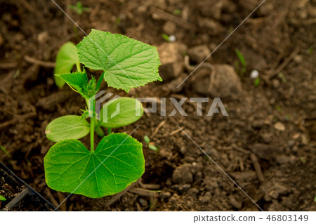 Cucumber seedlings, young sprouts in pots as new l Cucumber seedlings, young sprouts in pots as new l 46803149