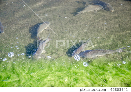 Young carp fish from a fish farm  46803541
