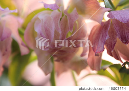 The unusual way of blooming Christmas Rose The unusual way of blooming Christmas Rose 46803554