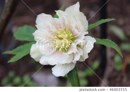 Beautiful Christmas Rose in Double Saki Beautiful Christmas Rose in Double Saki 46803555