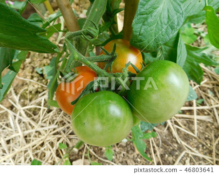 櫻桃西紅柿 櫻桃西紅柿 46803641