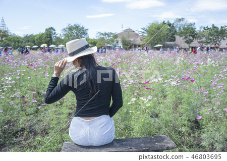 Cosmos flower field 46803695