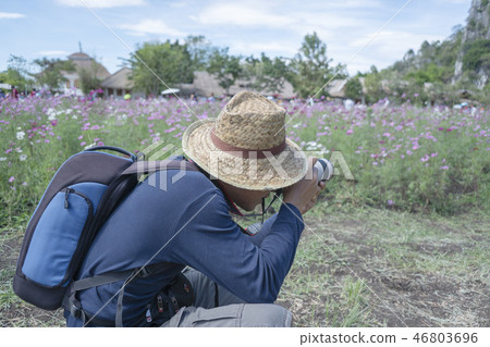 Cosmos flower field Cosmos flower field 46803696