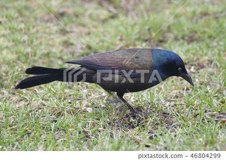 Male Common Grackle, Quiscalus quiscula, on ground Male Common Grackle, Quiscalus quiscula, on ground 46804299