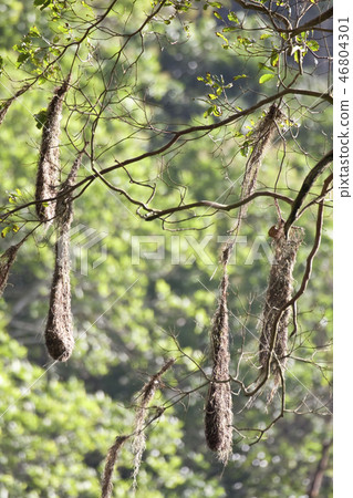 Crested Oropendola, Psarocolius decumanus nests Crested Oropendola, Psarocolius decumanus nests 46804301