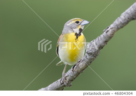 Dickcissel, Spiza americana, male on branch Dickcissel, Spiza americana, male on branch 46804304