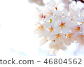 Let's wait for the cherry blossoms. Let's wait for the cherry blossoms. 46804562