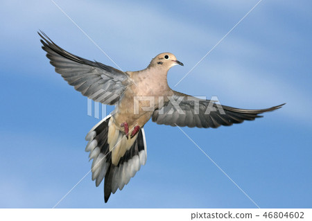 Mourning Dove, Zenaida macroura, flying 46804602