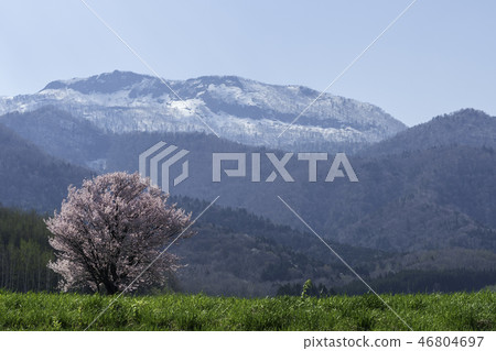 Ikko櫻桃樹 46804697