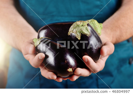 Farmer hold fresh organic eggplants in his hands Farmer hold fresh organic eggplants in his hands 46804997