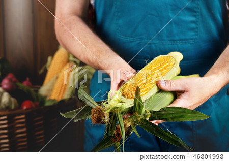 Farmer hold fresh organic corn cobs in his hands Farmer hold fresh organic corn cobs in his hands 46804998