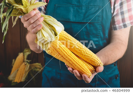 Farmer hold fresh organic corn cobs in his hands Farmer hold fresh organic corn cobs in his hands 46804999