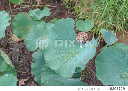 lotus field 46805129