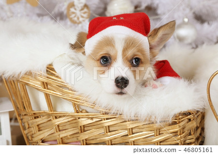 Welsh Corgi Pembroke puppy in a Santa costume Welsh Corgi Pembroke puppy in a Santa costume 46805161