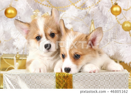 Welsh Corgi puppies sitting at a big holiday gift Welsh Corgi puppies sitting at a big holiday gift 46805162