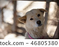 Dog 46805380