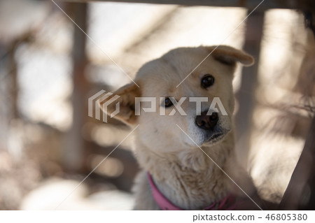 Dog Dog 46805380
