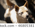 Dog 46805381
