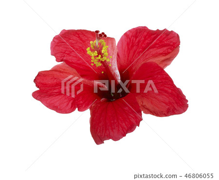 hibiscus flower 46806055