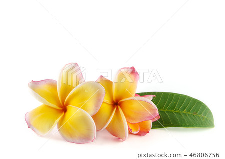 frangipani flower isolated on white background 46806756
