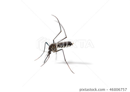close-up of mosquito isolated on white background 46806757