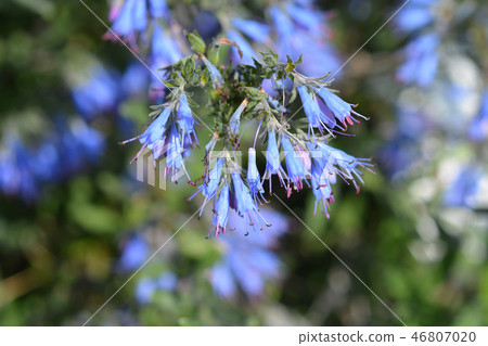 Balkan endemic blue flower Balkan endemic blue flower 46807020