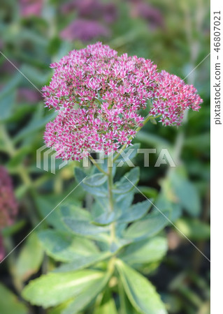 Live-forever stonecrop Live-forever stonecrop 46807021